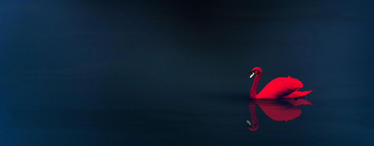 accafin kgk inceleme raporu 2019 anasayfa ozel